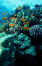 taken in dahab at a site called the golden blocks by John Newman 